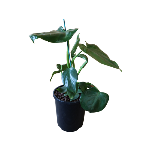 Philodendron 'Imbe'