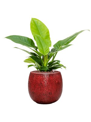philodendron imperial green nz Philodendron 'Imperial Green' – Jungle Story