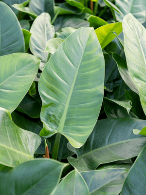 philodendron erubescens imperial green Philodendron 'Imperial Green' – Jungle Story