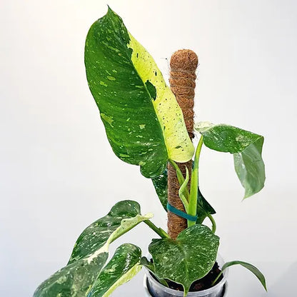 Philodendron 'José Buono'