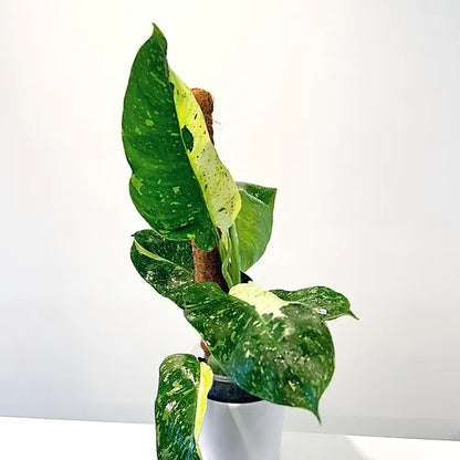 Philodendron 'José Buono'