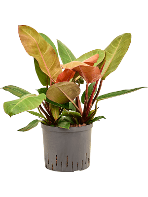 Philodendron 'Prince of Orange'