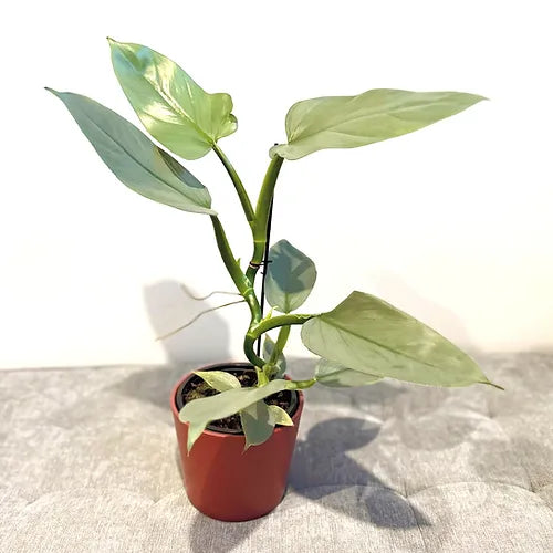 Philodendron 'Silver Sword'