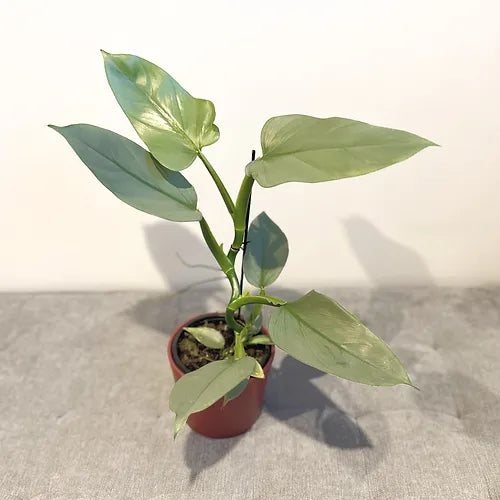 Philodendron 'Silver Sword'