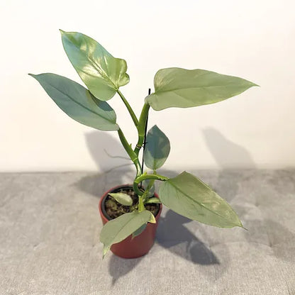 Philodendron 'Silver Sword'