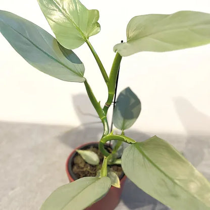 Philodendron 'Silver Sword'