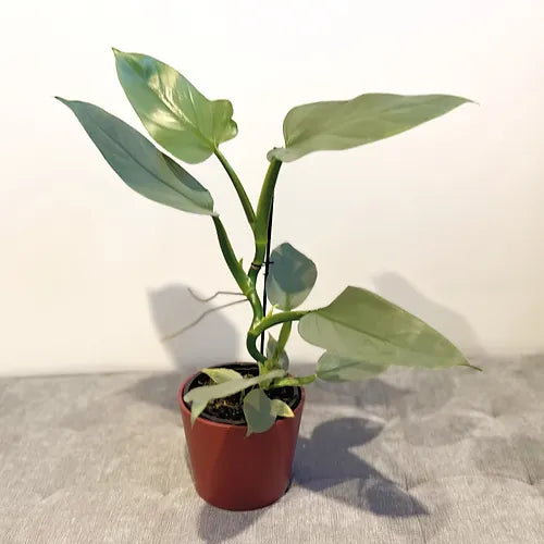 Philodendron 'Silver Sword'