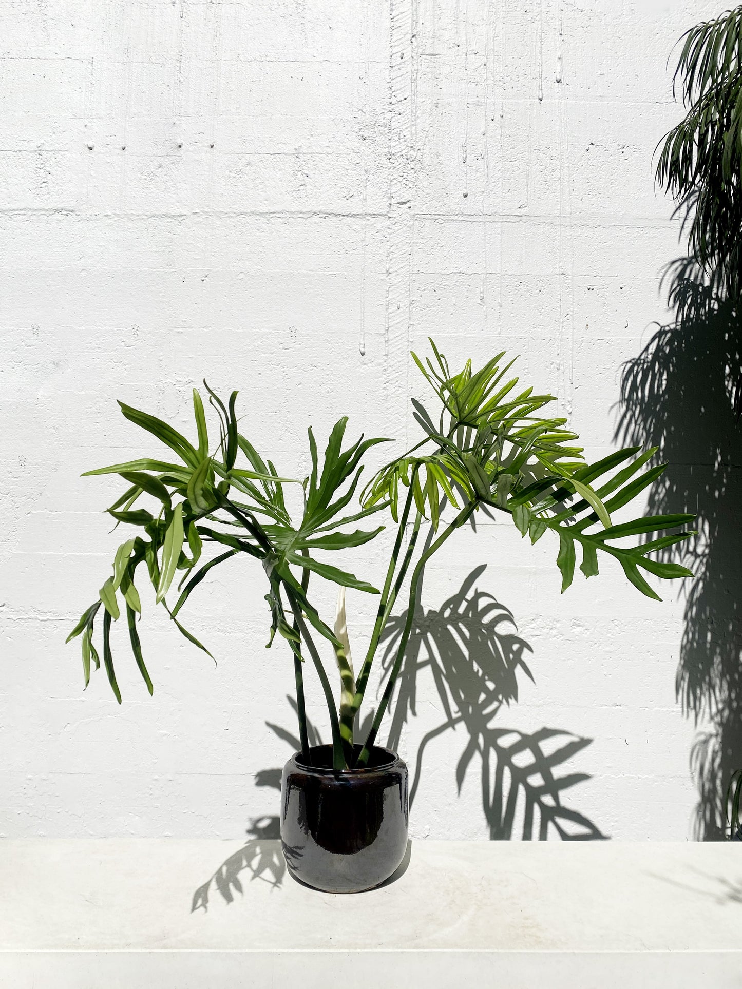 Philodendron elegans