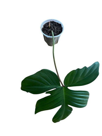 Philodendron 'Florida' (Small)