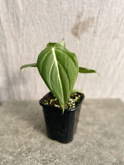 Philodendron gloriosum 'White Vein'