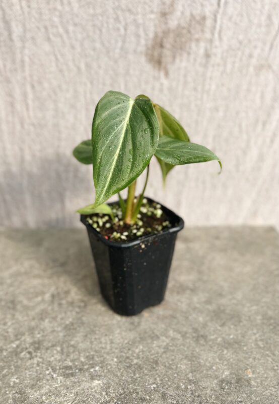 Philodendron gloriosum 'White Vein'