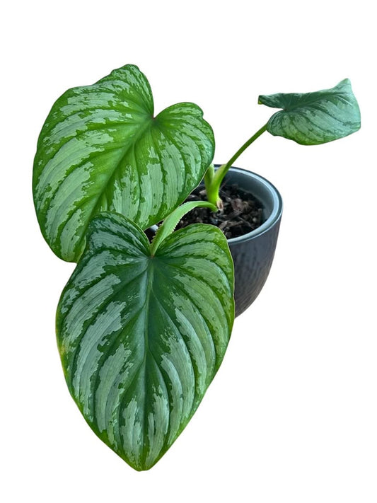 Philodendron Mamei 'Silver Cloud' (Medium)