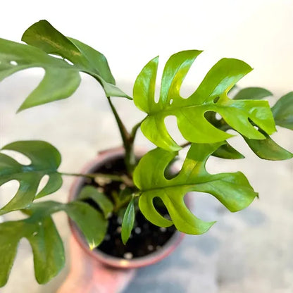 Philodendron 'Minima'