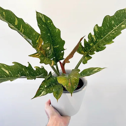 Philodendron 'Ring of Fire'