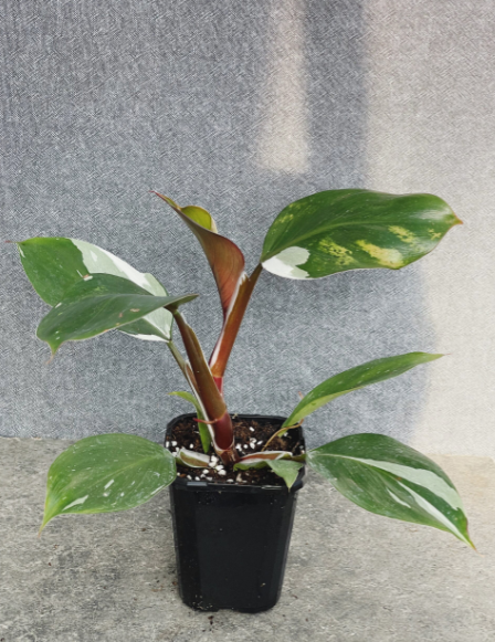 Philodendron 'White Knight'