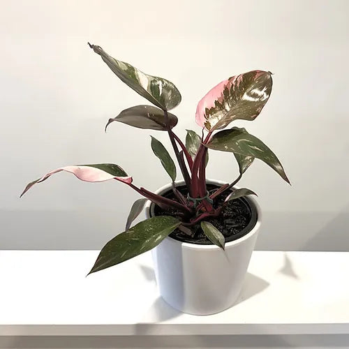 Philodendron 'Pink Princess'