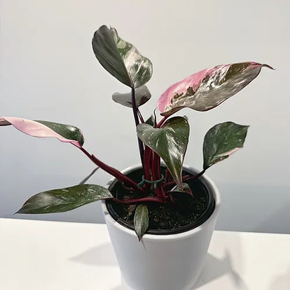 Philodendron 'Pink Princess'