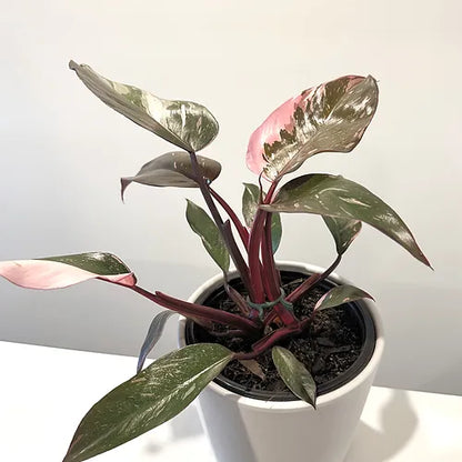 Philodendron 'Pink Princess'