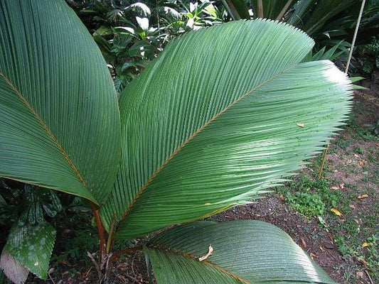 ?!label-Indicative photo