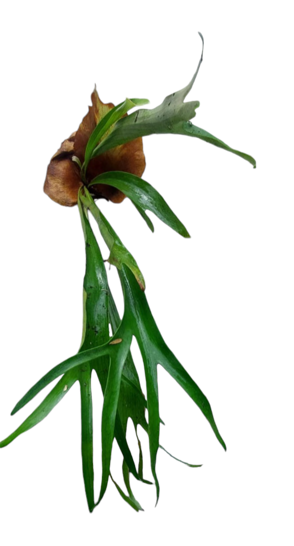 Staghorn Fern