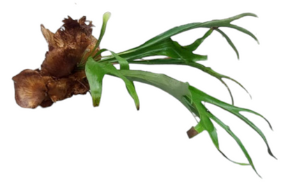 Staghorn Fern