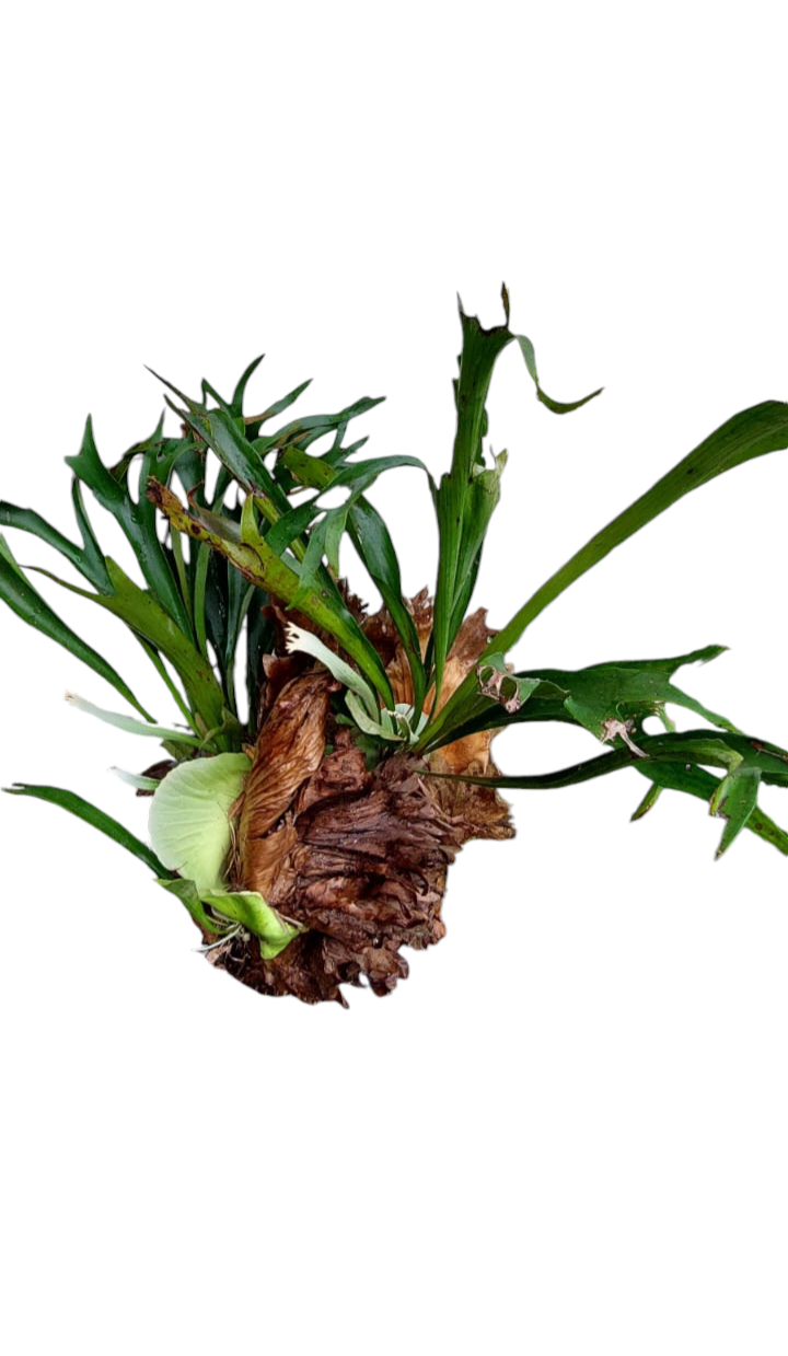 Staghorn Fern