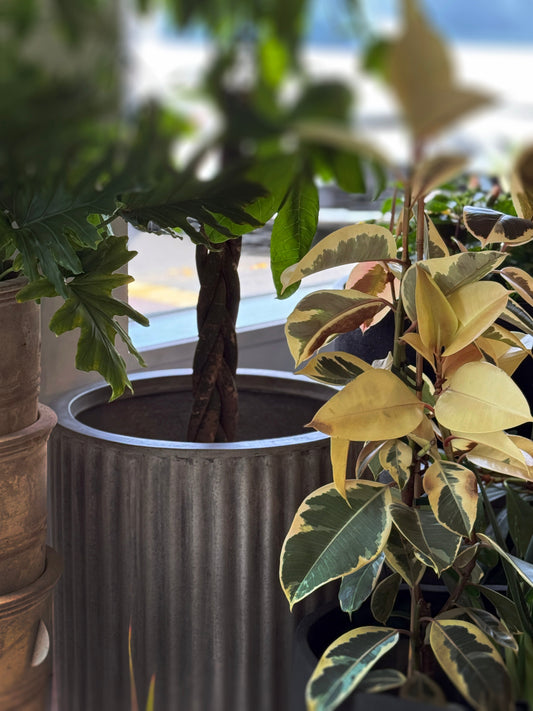 Piako cylinder planter