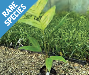 Pinanga kuhlii | Ivory Cane Palm