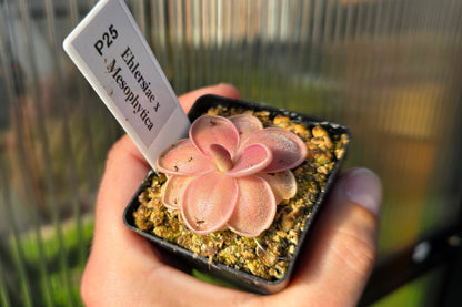 Pinguicula (Mexican Butterwort) Pack - Option 2