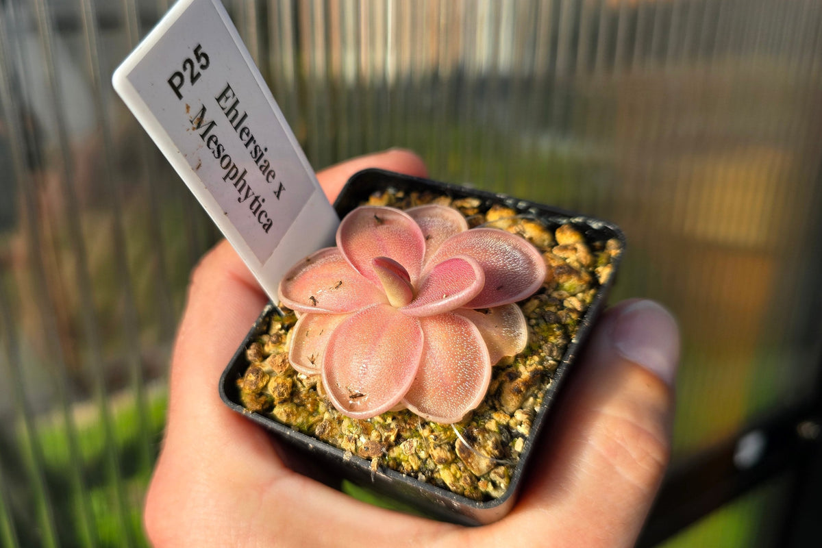 Gift Pack - Pinguicula (Mexican Butterwort) - Option 2