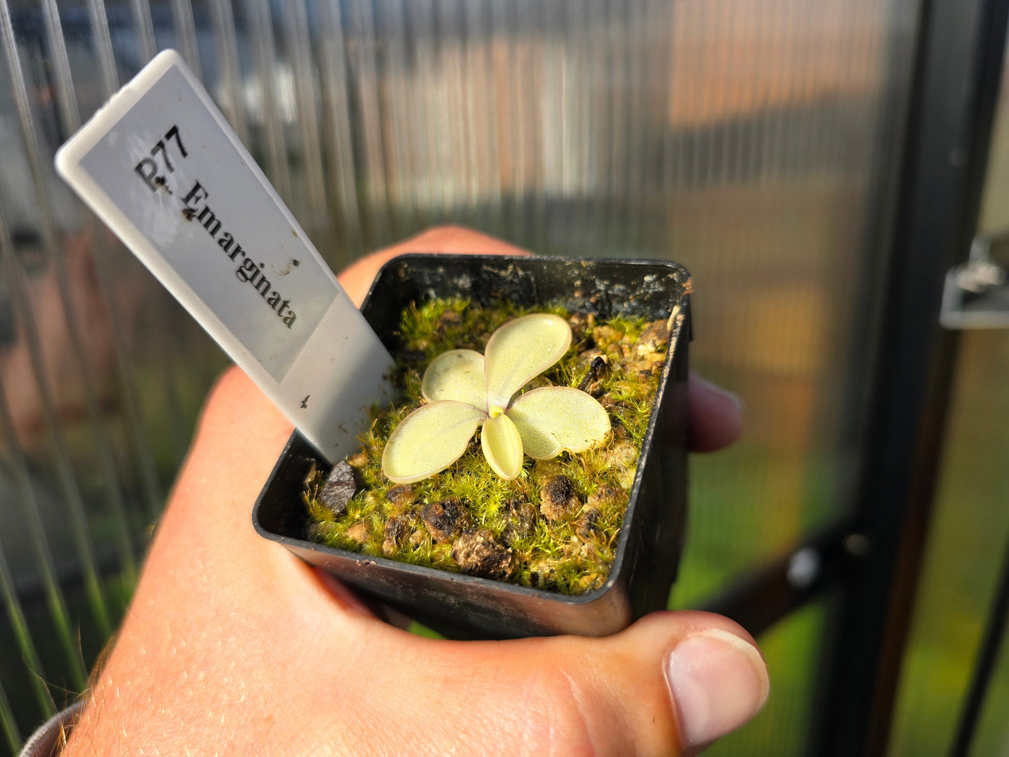 Pinguicula emarginata - Mexican Butterwort