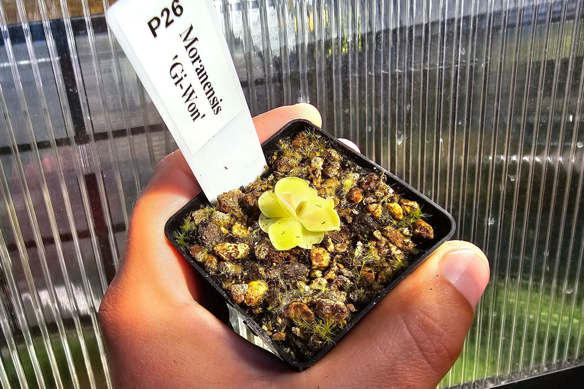 Gift Pack - Pinguicula (Mexican Butterwort) - Option 2