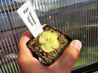 Pinguicula moranensis 'Superba' - Mexican Butterwort