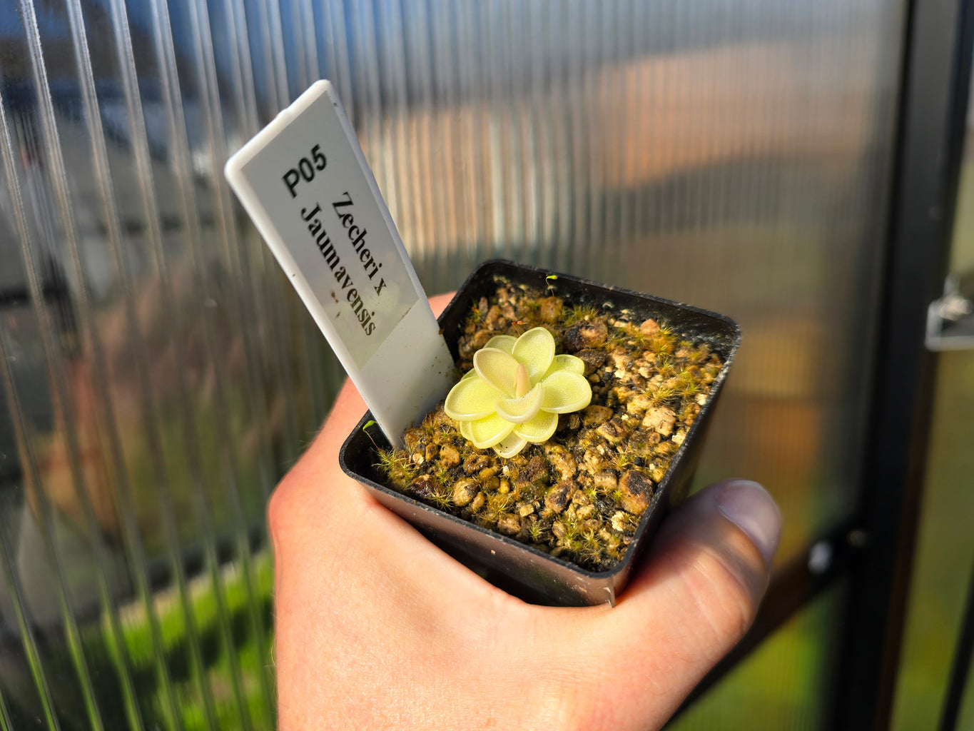 Pinguicula zecheri x jaumavensis - Mexican Butterwort