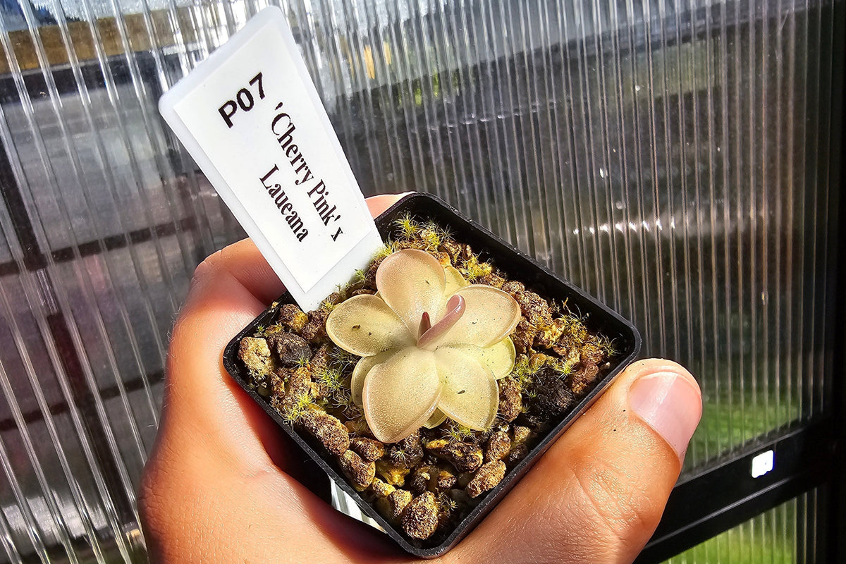 Gift Pack - Pinguicula (Mexican Butterwort) - Option 1