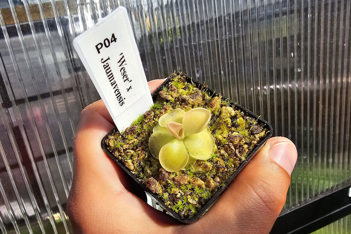 Gift Pack - Pinguicula (Mexican Butterwort) - Option 2