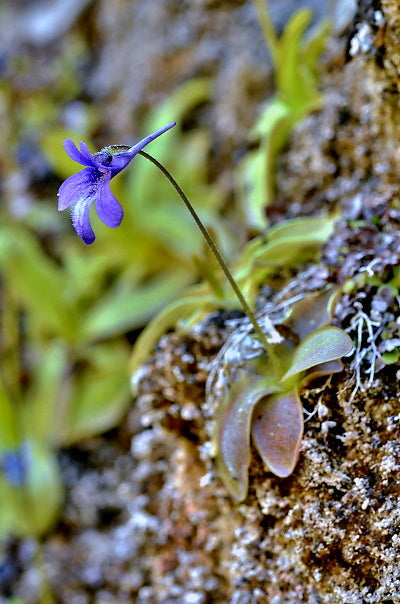 Pinguicula longifolia ssp. caussensis (Massif Centra, France) - Cold Temperate Long-Leafed Butterwort