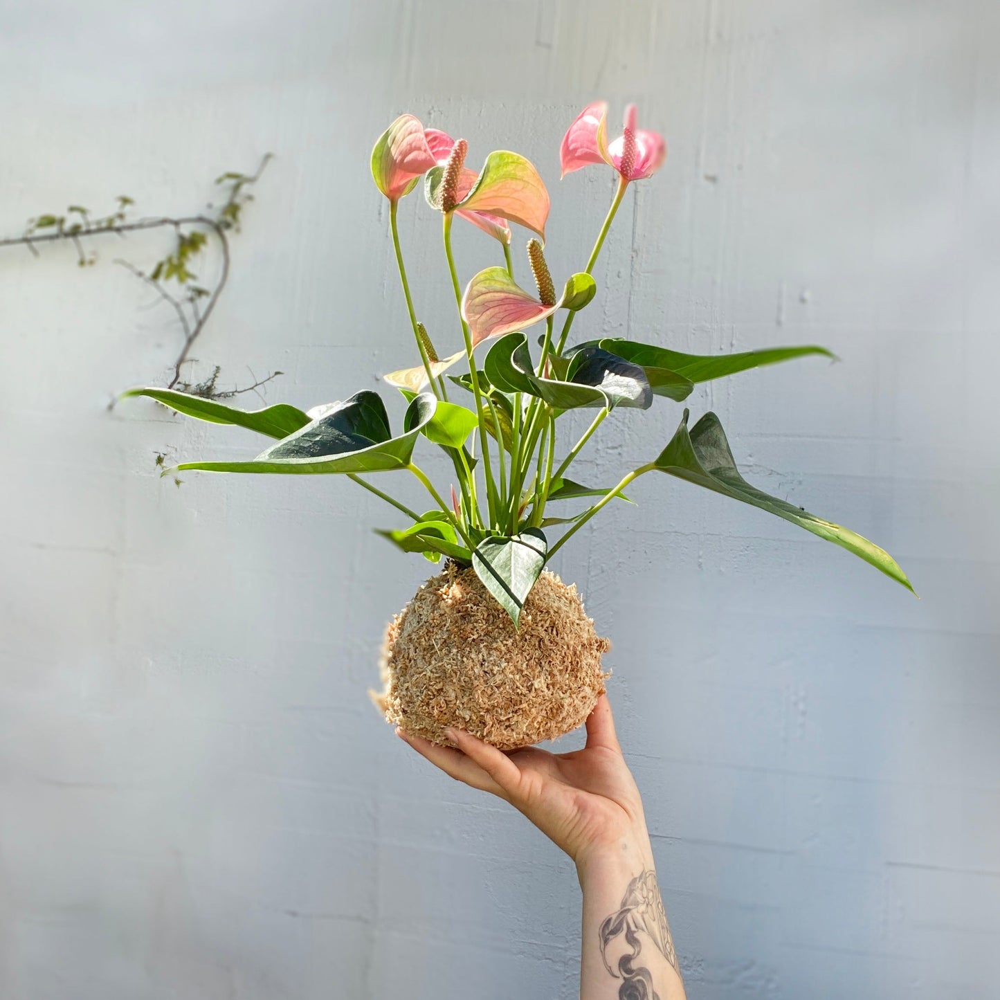 Kokedama: Anthurium