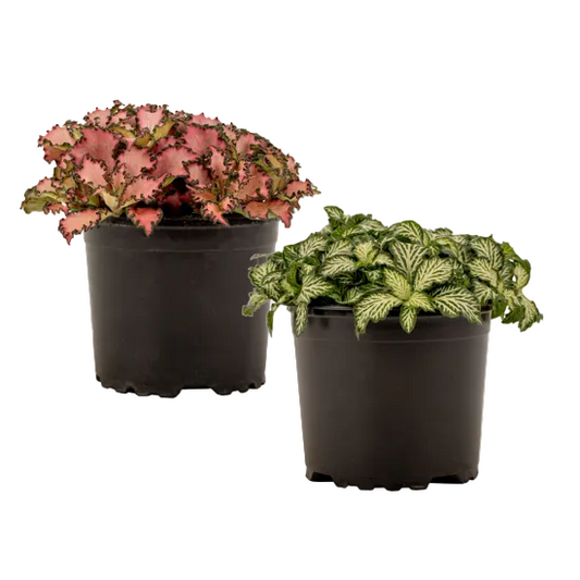 Fittonia 'Pink & White Duo' 9.5cm (2-plant pack)