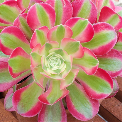 Aeonium Pink Witch