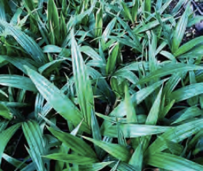 Rhopalostylis sapida | Pitt Island Nikau