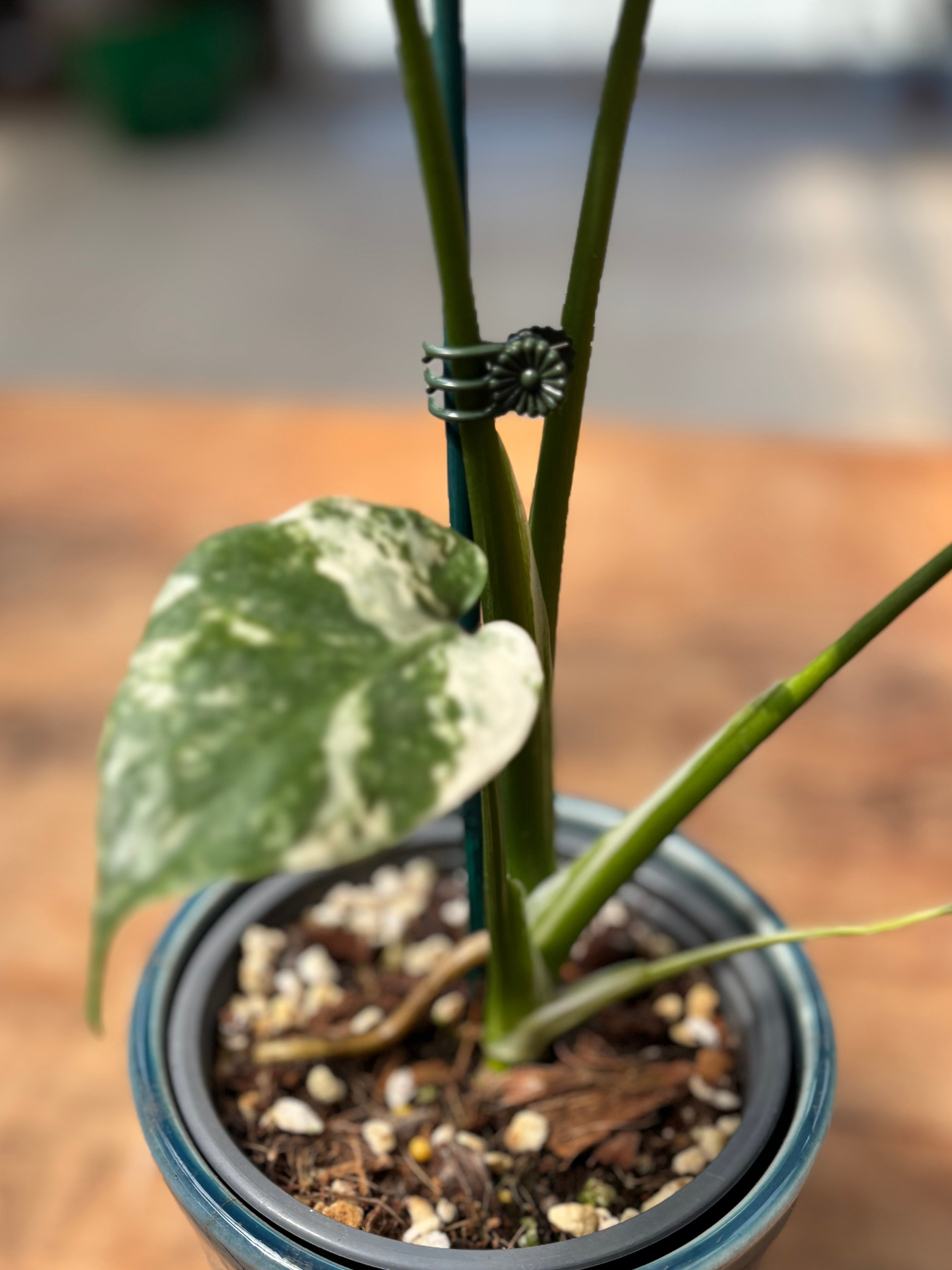 Plant_Support_Clips_-_20_Pack