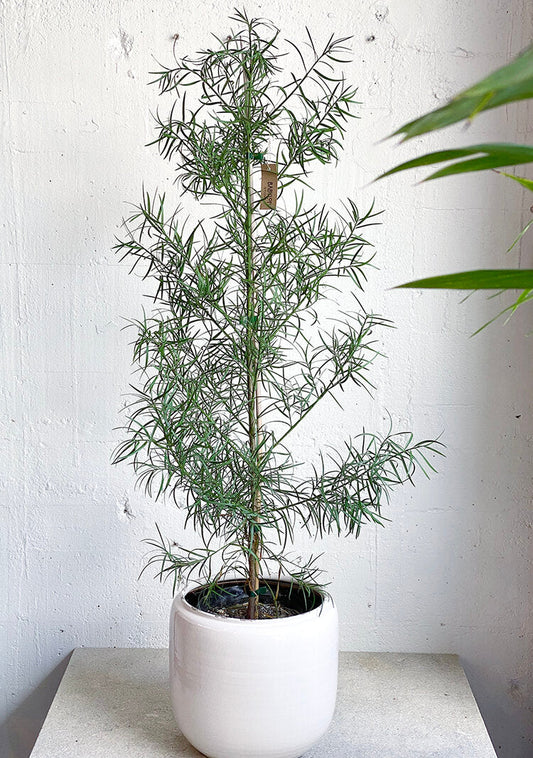Podocarpus gracilior
