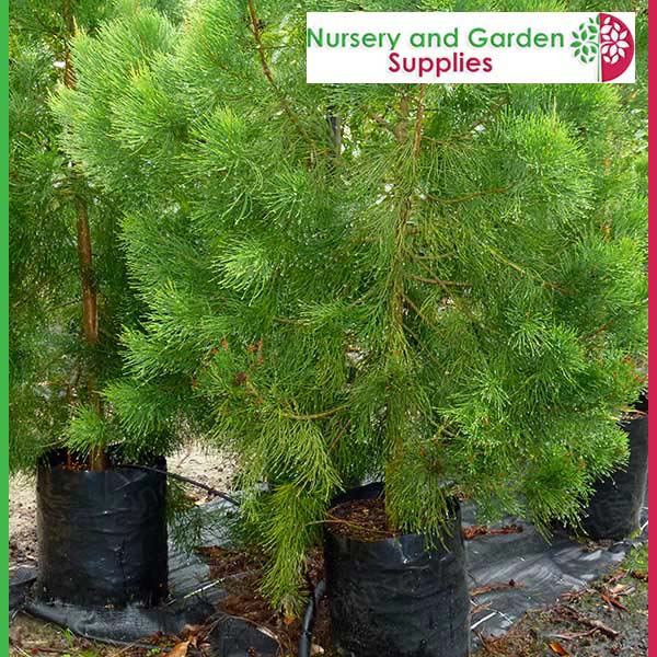 20 litre Tall Poly Planter Bags at Nursery and Garden Supplies NZ - for more info go to nurseryandgardensupplies.co.nz
