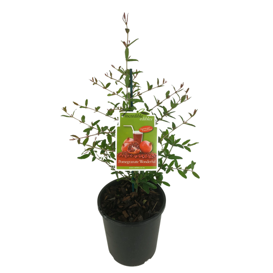Pomegranate 'Wonderful'
