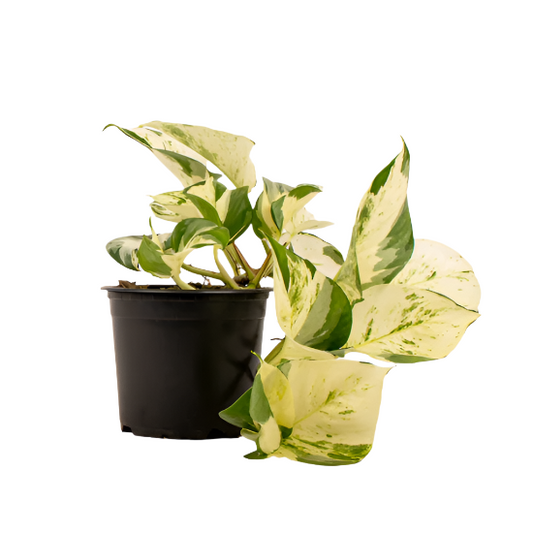 Pothos 'Manjula'