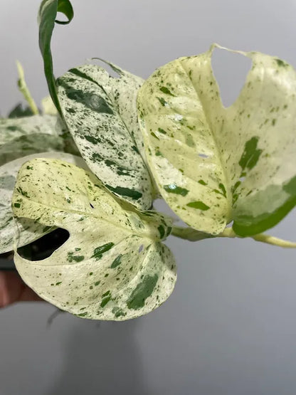 Pothos 'Marble Queen'