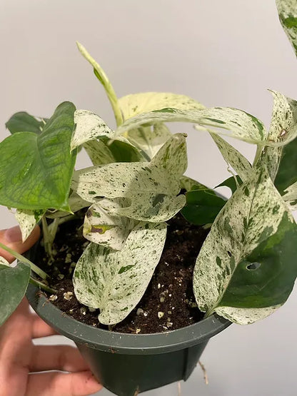 Pothos 'Marble Queen'