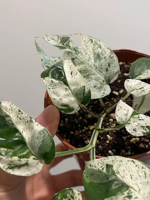 Pothos 'Marble Queen'