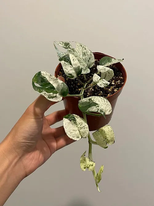 Pothos 'Marble Queen'